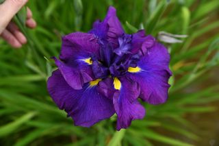 Iris Higo Summer Storm
