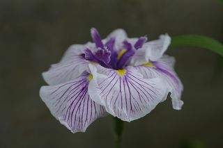 Iris Higo The Geisha