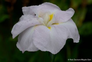 Iris Higo Worlds Delight