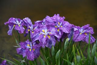 Iris Higo Yashaboshi