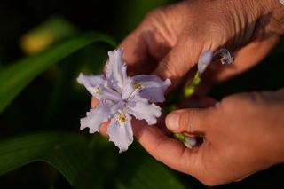 Iris Japonica