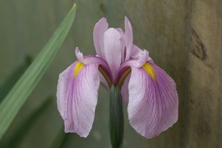 Iris Kaempferi Rose Queen