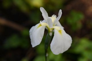Iris Kaempferi Snow Queen
