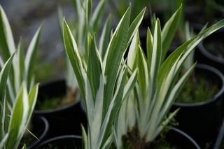 Iris Pallida Argentia Variegata