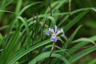 Iris Robusta Gerald Darby
