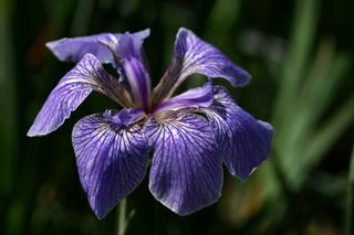 Iris Setosa Dwarf Form