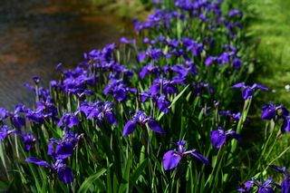 Iris Setosa Kirigamine