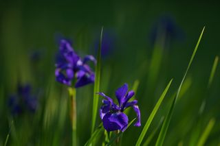 Iris Sib. Ceasars Brother