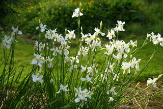 Iris Sib. Crystal Bright