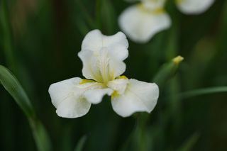 Iris Sib. Harpswell Happiness