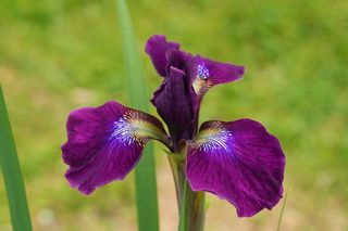 Iris Sibirica Hubbard