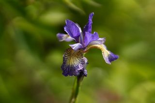 Iris Sib. Penny Whistle