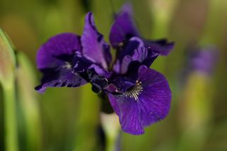 Iris Sibirca Ruffled Velvet