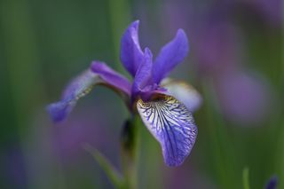 Iris Sib. Shakers Prayer