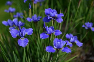 Iris Sibirica Silver Edge