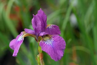 Iris Sibirica Wine Wings