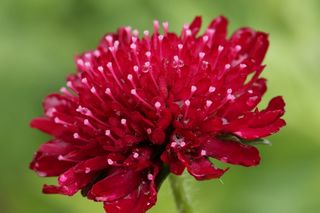Knautia Macedonica