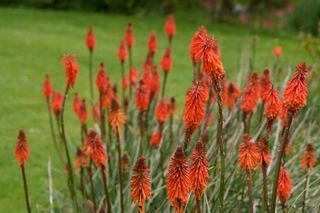 Kniphofia Dwarf Scarlet