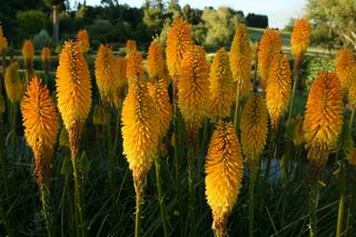Kniphofia Ernest Mitchell