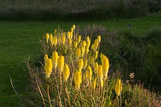 Kniphofia Green Lemon