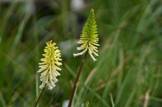 Kniphofia Little Maid