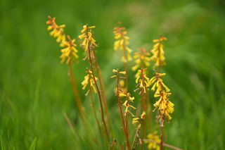 Kniphofia Miniature Yellow