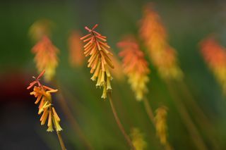 Kniphofia Orangeade