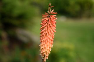 Kniphofia Peach