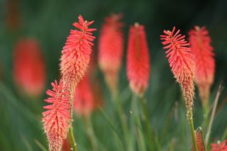 Kniphofia Pink Choice