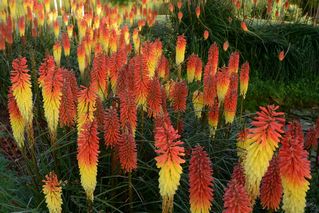 Kniphofia Red Gold