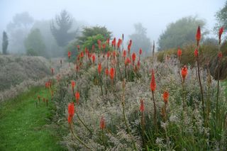 Kniphofia Tall Red