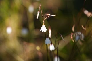 Leucojum Autumnale