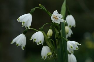 Leucojum Avestivum