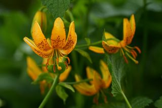 Lilium Hansonii