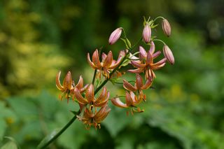 Lilium Martagon
