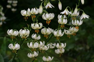 Lilium Martagon Album