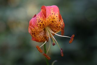 Lilium Pardelinum
