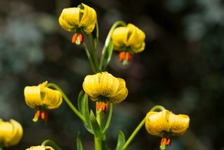 Lilium Pyreniacum