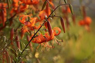 Lilium Tigrinum