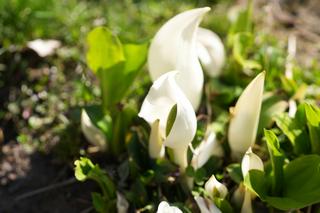 Lysitchiton Camschatcensis