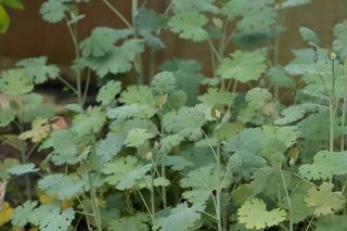 Macleaya Cordata