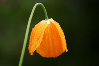 Meconopsis Cambrica