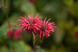 Monarda Prarie Fire