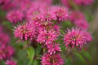 Monarda Prarie Glow