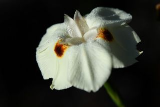 Morea Dietes Bicolor