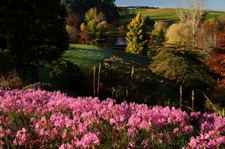 Nerine Bowdenii