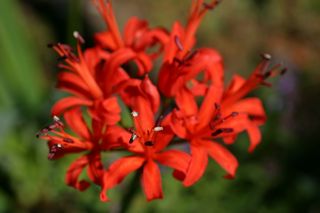 Nerine Fothergilii Major Red