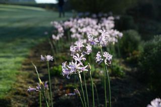 Nerine Pink Frills