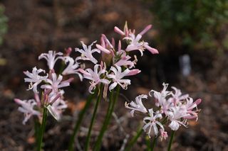 Nerine Pink Ice