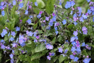 Omphalodes Verna